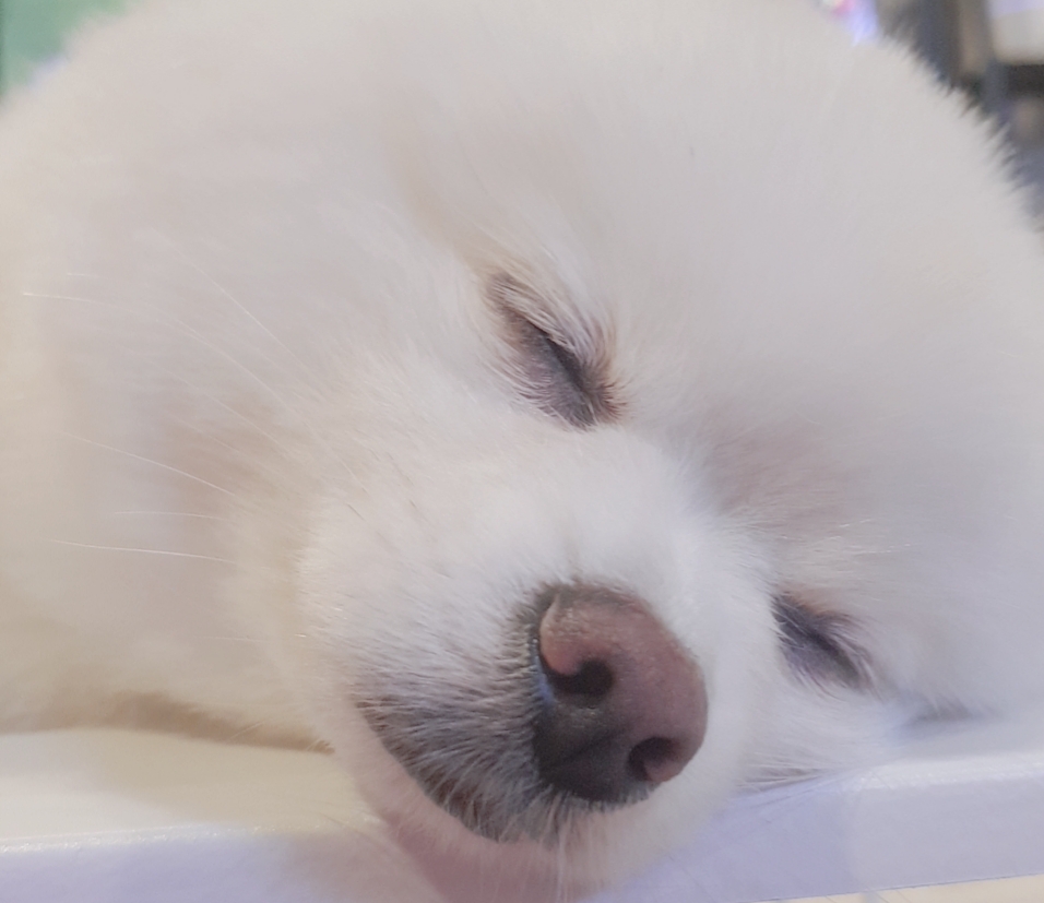 아로마&스웨디시 모델(여)구인